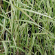 Phragmites karka 'Variegata' GM P9