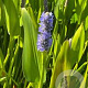 Pontederia lanceolata GM P9