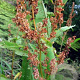 Rumex hydrolapathum GM M23