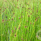 Scirpus mucronatus GM M23