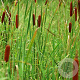 Typha angustifolia GM P9
