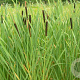 Typha latifolia GM M23