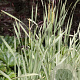 Typha latifolia 'Variegata' GM M23