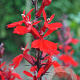 Lobelia fulgens GM M23