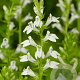 Lobelia siphilitica 'Alba' GM P9