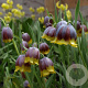 Fritillaria michailovskyi GM P9