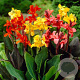 Canna GM P9