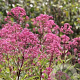 Eupatorium fistulosusm 'Atropurpureum' GM P9