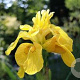 Iris pseudacorus 'Flore Pleno' GM M23
