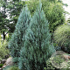 Juniperus s. 'Moonglow' 40-50 cm 3,0L
