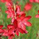 Schizostylis coccinea 'Major' GM M23