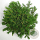 Pinus mugo pumilio 50-60 cm 12L