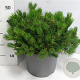 Pinus mugo pumilio 50-60 cm 12L