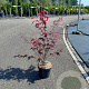 Acer pal. 'Atropurpureum' 50-60 cm 5,0L