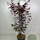 Acer pal. 'Atropurpureum' 50-60 cm 5,0L