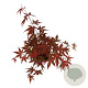 Acer pal. 'Atropurpureum' 50-60 cm 5,0L