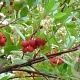 Arbutus unedo 'Walter' GM C3