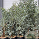 Eucalyptus gunnii 125-150 cm 30L