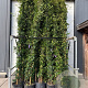 Trachelospermum jasminoides 350-400 cm container geveerd