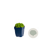 Saxifraga (A) 'Schneeteppich' GM  P11
