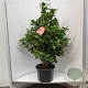 Camellia j. 'Dr King' 80-100 cm 2,0L