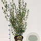 Phillyrea angustifolia 60-80 cm 4,5L