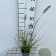 Pennisetum al. 'Hameln' GM P9