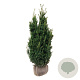 Taxus media 'Hillii' 100-120 cm met kluit extra