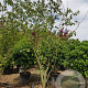 Acer davidii 350-400 cm container meerstammig