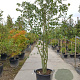 Acer davidii 350-400 cm container meerstammig
