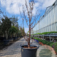 Acer griseum 175-200 cm container meerstammig