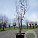 Acer griseum 250-300 cm container Multistam