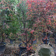 Acer griseum 250-300 cm container Multistam