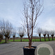 Acer griseum 250-300 cm container Multistam