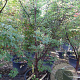 Acer griseum 250-300 cm container Multistam