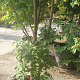 Acer griseum 300-350 cm container meerstammig