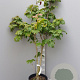 Acer japonicum 'Vitifolium' 125-150 cm container meerstammig