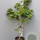 Acer japonicum 'Vitifolium' 125-150 cm container meerstammig