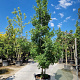 Acer monspessulanum 250-300 cm cont. 95L