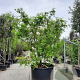 Acer palmatum 250-300 cm container meerstammig solitair