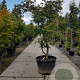 Acer palmatum 200-250 cm container solitair