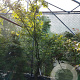 Acer palmatum 200-250 cm container solitair