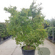 Acer palmatum 250-300 cm container meerstammig Bladkleur