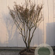 Acer palmatum 250-300 cm container Multistam