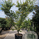Acer palmatum 250-300 cm container Multistam