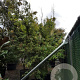 Acer palmatum 300-350 cm container solitair meerstammig
