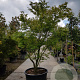 Acer palmatum 300-350 cm container solitair meerstammig