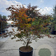 Acer pal. 'Atropurpureum' 160-180 cm cont. 90L solitair