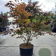 Acer pal. 'Atropurpureum' 160-180 cm cont. 90L solitair