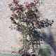 Acer pal. 'Atropurpureum' 175-200 cm 15L
